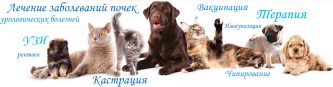Нефролог для собак и кошек в Москве
