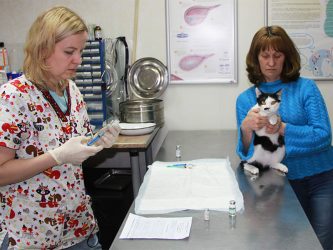 Лечение почек кошек