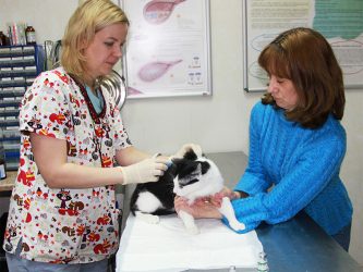 Процедуры и манипуляции для кошек